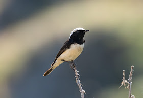 Cyprus Pied Wheatear - Cyprus