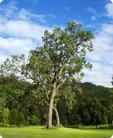 Woolomin Campground, NSW