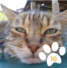 Cliquez sur la photo... et votez pour Totoro.