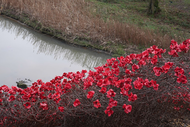 the poppies