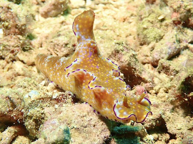 テヌウニシキウミウシ　沖縄本島　北谷沖