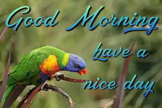 Good morning images with birds