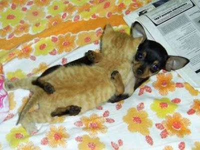 Kittens And Puppies Cuddling