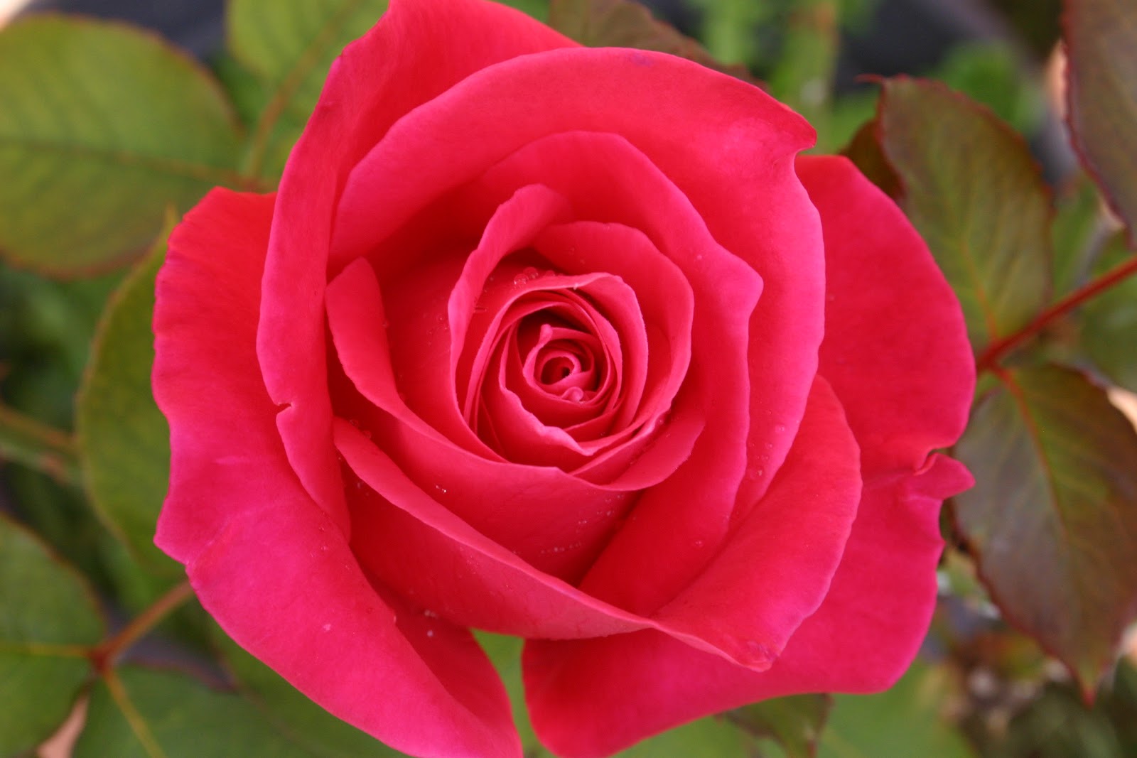 Rose Flower Wallpaper -1