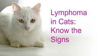 A white cat graphic that says, "Lymphoma in Cats: Know the Signs."