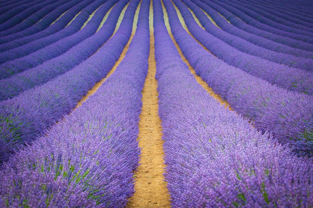 Valensole-Campi di lavanda al tramonto