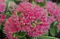 Sedum Pillow Talk - Pillow Talk Stonecrop care