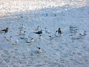 More Irrelevant Pictures of Beaches and Birds (brad )