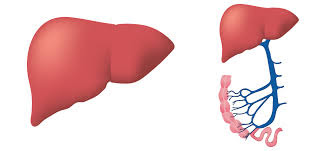 Liver