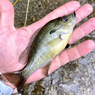 Bluegill, Hybrid Sunfish, Redbreast Sunfish, Sunfish, Fly Fishing for sunfish, sunfish in texas, San marcos River, Fly Fishing the San Marcos River, Fly Fishing in San Marcos, Texas Fly Fishing, Fly Fishing Texas, Texas Freshwater Fly Fishing, Pat Kellner, TFFF