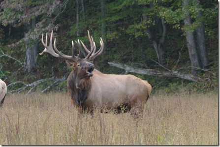 waynesville_elk26 (1024x683)