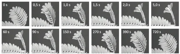 Em um experimento, pesquisadores filmaram os folíolos da leguminosa Mimosa pudica (popularmente conhecida como “dormideira” ou “sensitiva”) ao serem estimulados mecanicamente no tempo 0 s e seu comportamento durante os 12 minutos seguintes, conforme a sequência de fotos: