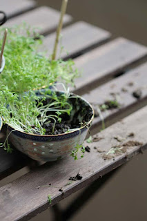 Amsel Balkon