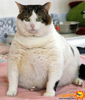 مدونة العجيب صور مضحكة العاب نكت مضحكة قطط سمينة جدا