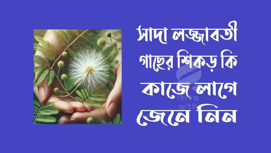 সাদা-লজ্জাবতী-গাছের-শিকড়-কি-কাজে-লাগে