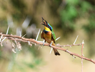 Uganda Birding trips