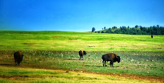 Buffalo