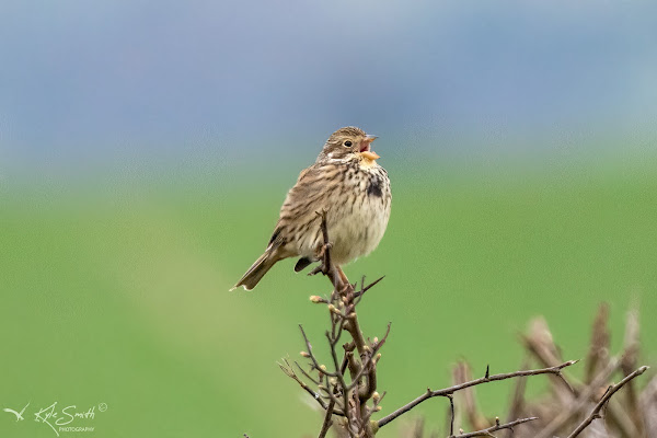 Corn bunting