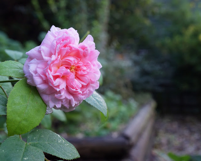 Solitary rose flower