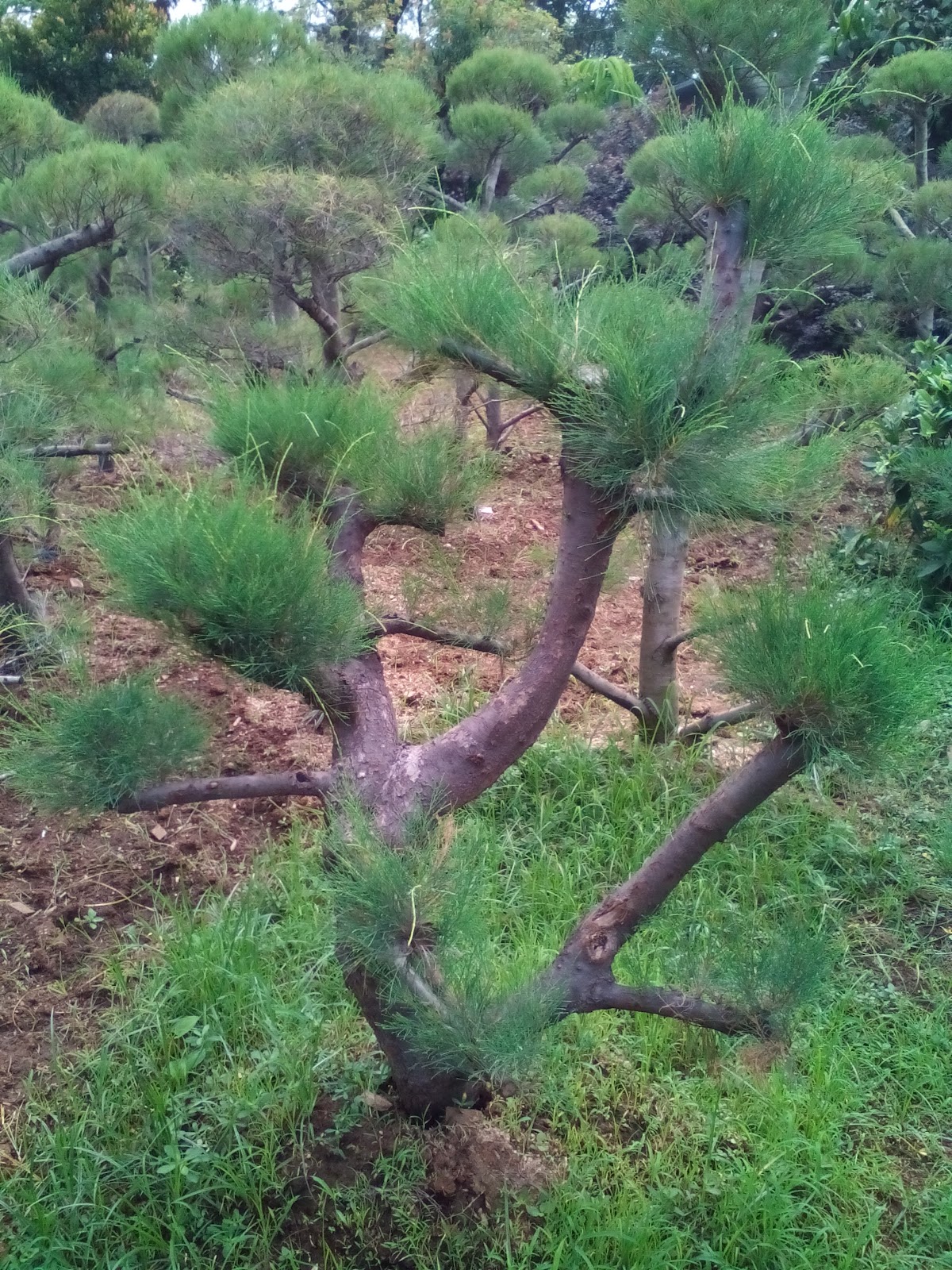 Jual murah pohon bonsai cemara udang  tukang taman 