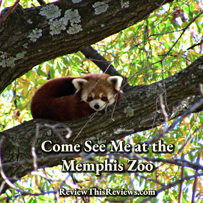 The Memphis Zoo Review - Red Panda Photo by Cynthia Sylvestermouse