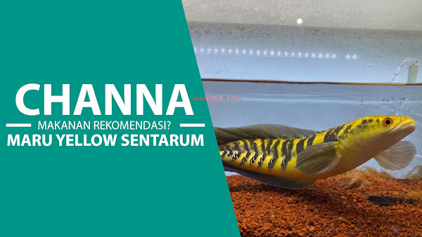 Apa Rekomendasi Makanan Ikan Channa Maru YS (Yellow Sentarum) Supaya Cepat Besar dan Meningkatkan Warna?