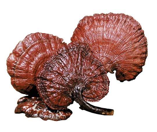 What are the health benefits of the Reishi mushroom?