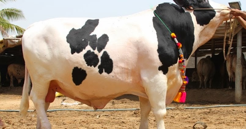 Karachi Cow Mandi 2019 New Pictures Photos Videos Lahore 