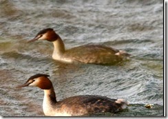 Draycote Waters - Winter light