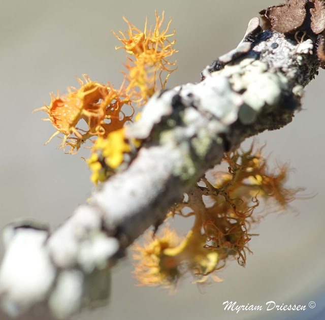 lichen teloschistes chrysophthalmus