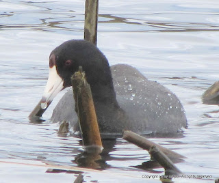 American Coot