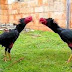 Kehebatan Ayam Magon VS Makhoe