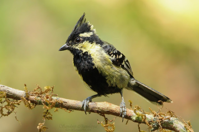 Indian yellow tit