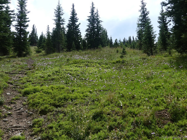 16: short trees spaced far apart among daisies