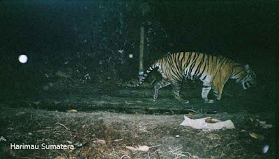 Harimau Sumatera