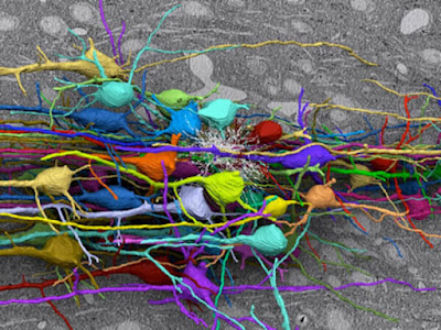 Grupacija neurona. 3D snimak 