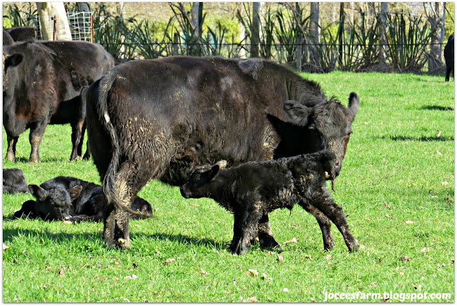 Calf Week @ Jocees Farm