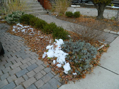 St. Clair West Village Toronto Front Yard Fall Cleanup Before by Paul Jung Gardening Services--a Toronto Gardening Services Company