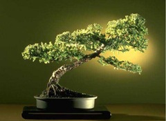 bonsai2