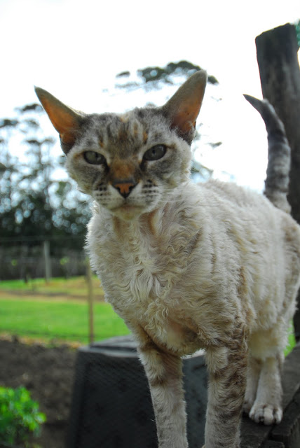 Cat from the Fat Pig Vineyard in Kerikeri, New Zealand