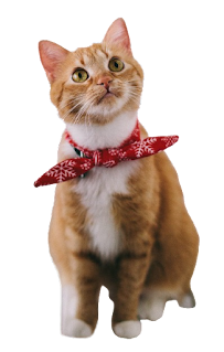 Cute Cats and Kittens PNG Clipart with Transparent Background Free Download