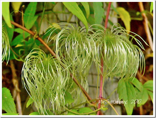 Autumn Clematis-The Beatles with logo