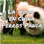  Perros Panda