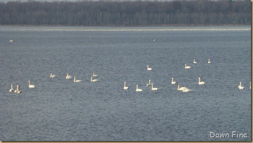 Pocosin Lakes, Lake Phelps_103