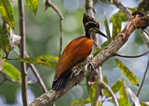 Amazing Pictures of Animals, Photo, Nature, Incredibel, Funny, Zoo, Greater Flameback, Chrysocolaptes guttacristatus, Bird,Alex (16)