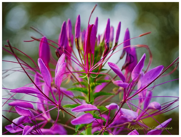 Kleome ciernista Cleome hassleriana