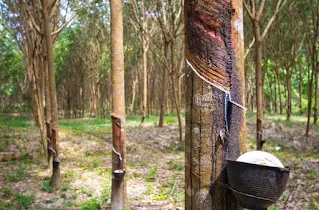 Mengapa Karet Lentur?