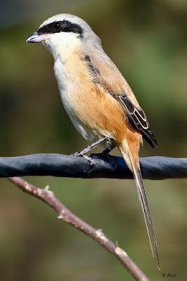 Long-tailed Shrike 