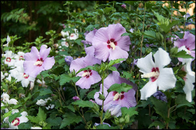 Rose of Sharon (Hibiscus syriacus), St Francis Cottage Chattanooga Tennessee