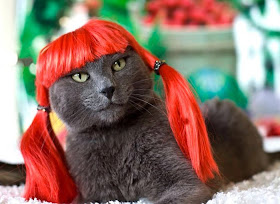 Funny cats - part 87 (40 pics + 10 gifs), cat wears red wig